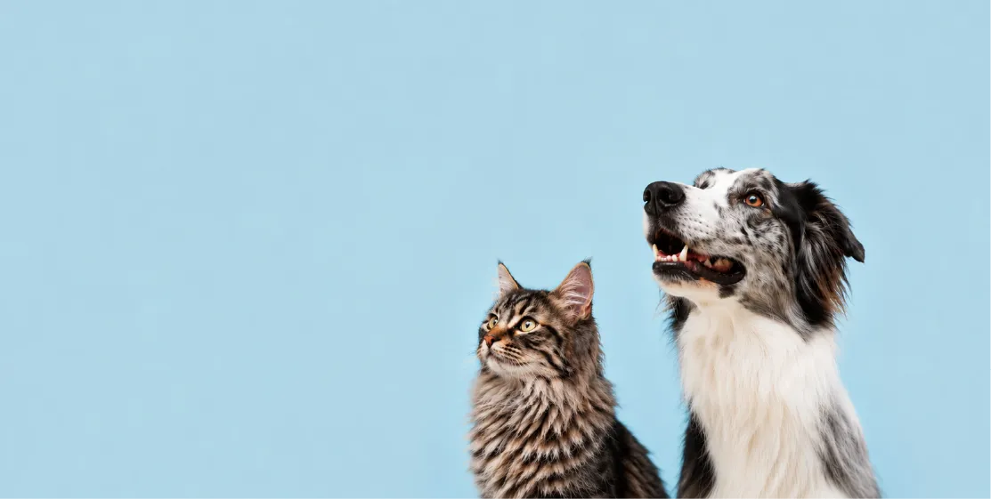A cat and a dog