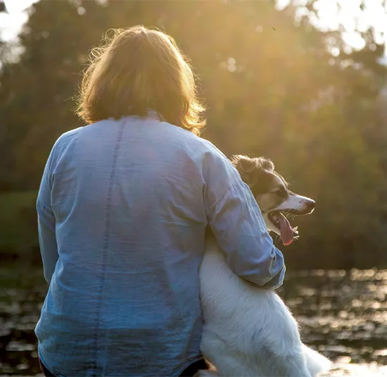 A dog being stroked by its owner